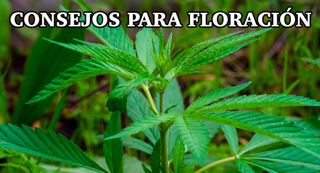 Los 4 consejos básicos que tienes que tener en cuenta para la floración