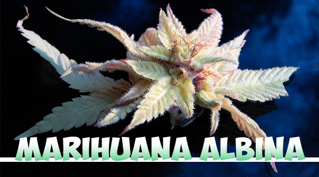 marihuana albina