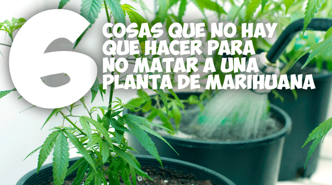 6 cosas que no hay que hacer para no matar a una planta de marihuana