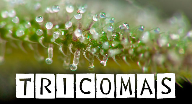 tricomas marihuana