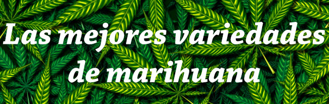 variedades de marihuana
