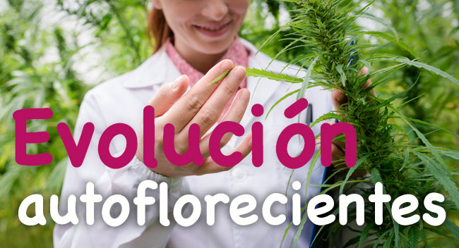 Evolución de las plantas de marihuana autofloreciente