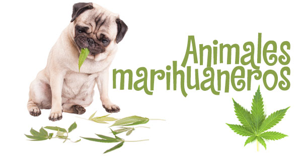 animales y marihuana