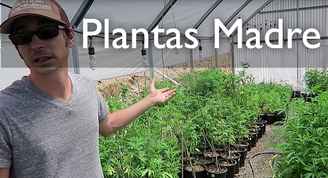 cuidar plantas marihuana madre