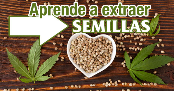 cómo extraer semillas de marihuana