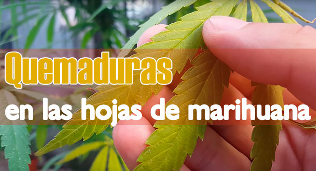 Quemaduras en las hojas de marihuana