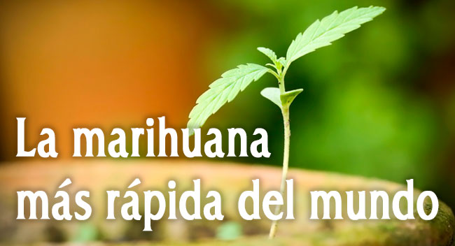 La marihuana más rápida del mundo