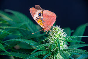 mariposa cogollo marihuana