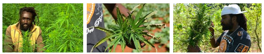 jamaica marijuana plantation