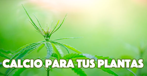 calcio plantas marihuana