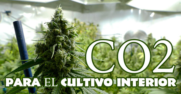 Cómo usar el CO2 en el cultivo de marihuana