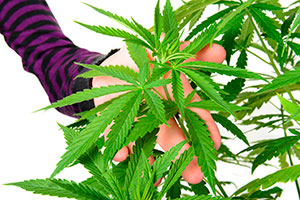 errores calcio plantas cannabis