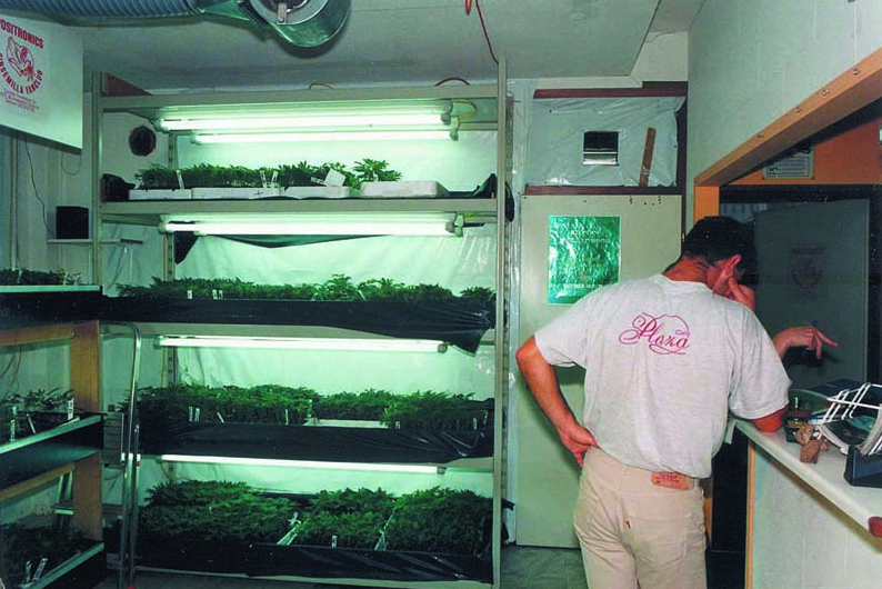 venta semillas positronics primer grow shop