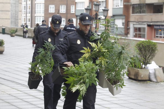 tráfico ilegal marihuana en españa