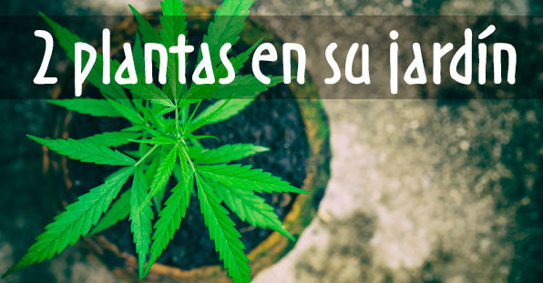 Cómo germinar semillas de marihuana - La Huerta Blog