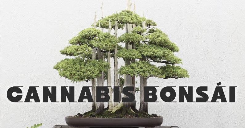 bonsai de marihuana