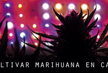 Cultivar marihuana en tu propia casa