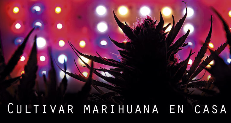 Cultivar marihuana en tu propia casa