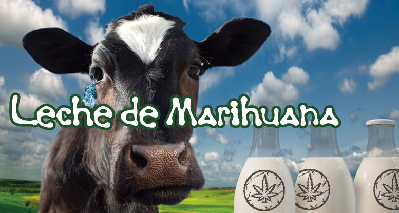 Cómo preparar leche de marihuana en muy pocos pasos