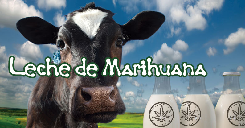 receta leche cannabis